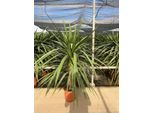 Sunny Tree - Cordyline Australis Palm Lily, Pianta Ornamentale Sempreverde E Resistente, Albero Del Cavolo Per Giardino E Terrazzo, Pianta Esotica Da Vaso, 150 Cm