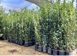 Sunny Tree - Laurus Nobilis Arbusto Di Alloro, Sempreverde, 160 Cm, Resistente, Vaso Da 10 Litri, Pianta In Vaso Di Per Giardino E Terrazzo, Aromatica