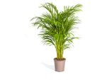 Dypsis Areca Lutescens Ø24Cm - ↕140Cm