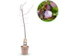 Greenboutiq - Pianta Da Frutto - Prugna - Prunus Domestica Opal - Frutti Gialli E Rossi - Vaso 21Cm Altezza 90Cm