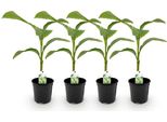 Greenboutiq - Pianta Da Frutto - Pianta Di Banano - Musa Basjoo - Resistente - 4 Piante - Vaso 17Cm Altezza 40Cm