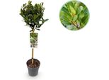 Greenboutiq - Pianta Da Giardino - Laurus Nobilis - Pianta A Stelo - Pianta Da Patio - Sempreverde - Bassa Manutenzione - Vaso 19Cm Altezza 90Cm