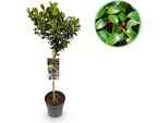 Greenboutiq - Pianta Da Giardino - Ilex Meserveae Blue Maid - Pianta A Stelo - Pianta Da Terrazzo - Decidua - Bassa Manutenzione - Vaso 19Cm Altezza 90Cm