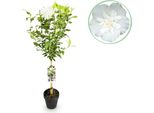 Greenboutiq - Pianta Da Giardino - Hibiscus Syriacus White Chiffon® - Pianta A Stelo - Pianta Da Terrazzo - Decidua - Bassa Manutenzione - Vaso 19Cm Altezza 90Cm