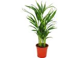 Palma Da Frutto Dorata, Areca Lutescens, Circa 50-60 Cm, Palma Da Interno, Vaso Da 17 Cm