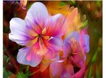 Vikpap KTL7248 - Pittura Numerica, Tela 40 × 30 Cm - Fiori Magici