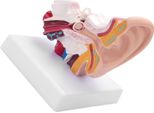 Modello Di Anatomia Dell'orecchio Umano, Modello Di Orecchio Umano 1,5 Volte, Modello Di Orecchio Umano Ingrandito, Modello Di Orecchio Anatomico, Modello Di Orecchio Umano, Modello Di Orecchio