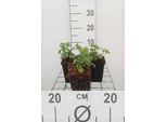 6 X Astrantia Major 'Lars' - Astrantia Maggiore - Vaso 9 X 9 Cm