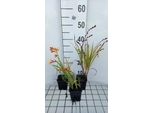 6 X Crocosmia Hybr. 'Jackanapes' - Crocosmia - Vaso 9 X 9 Cm