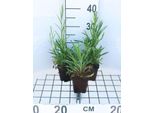 6 X Campanula Pers. 'Telham Beauty' - Campanula - Vaso 9 X 9 Cm