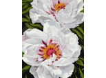 Pittura In Cifre - Peonie Bianche 40X50Cm