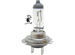 Philips H7 12V 55W Px26D Longlife Ecovision 1St.