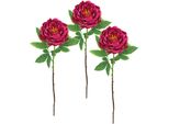 Kunstblume I.Ge.A. "PäOnie Bauernrose", Rosa (Dunkelrosa), B:20Cm H:60Cm L:14Cm, Polyester, Kunstpflanzen, Pfingstrosen Einzelblume, 3Er Set