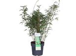 Hoogeveen Fargesia Rufa - 60 Cm, Ø19 Cm