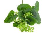 Ramo Di Bacche Artificiali Senza Marca 30 Cm Verde | 2 Pz