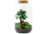 Bottiglia Da Giardino Fai Da Te - Bonsai Ficus Ginseng Con Terrario - 43 Cm Di Altezza E 23 Cm Di Diametro