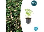 Copertura Del Terreno - Fragola Selvatica - Fragaria Vesca - Vaso Da 9 Cm - Set Di 12 Piante