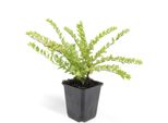 Copertura Del Terreno - Mirto - Lonicera Nitida 'MaigrüN' - Vaso Da 9 Cm - Set Di 12 Piante