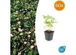 Copertura Del Terreno - Fragola Selvatica - Fragaria Vesca - Vaso Da 9 Cm - Set Di 60 Piante