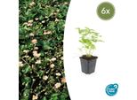 Copertura Del Terreno - Fragola Selvatica - Fragaria Vesca - Vaso Da 9 Cm - Set Di 6 Piante