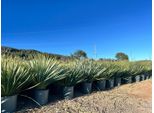 Sunny Tree - Yucca Rostrata - Palma - 70 Centimetri - Palma Resistente - Palma Giglio