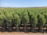 Sunny Tree - Olivo - Olea Europea In Forma Di Arbusto - Altezza Circa 100-120 Cm Incluso Il Vaso. - Resistente Fino A -18 - Sempreverde