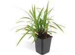 Erba Ornamentale - Carice Giapponese - Carex Morrowii 'Irish Green' - Vaso Da 9 Cm - Set Di 60 Piante