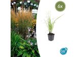Erba Ornamentale - Erba Da Sella - Calamagrostis Acutiflora 'Karl Foerster' - Vaso Da 9 Cm - Set Di 6 Piante