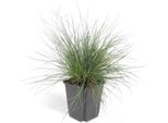 Erba Ornamentale - Festuca Glauca 'Elijah Blue' - Vaso Da 9 Cm - Set Di 12 Piante