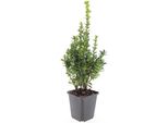 Bosso - Pianta Da Siepe - Buxus Sempervirens - Vaso Da 9 Cm - Set Per 12 Piante