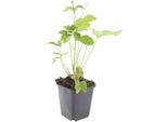 Perenne Ornamentale - Anemone Autunnale - Anemone Hupehensis 'Honorine Jobert' - Vaso Da 9 Cm - Set Di 6 Piante