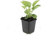 Pianta Ornamentale Perenne - Echinacea Purpurea 'Magnus' - Vaso Da 9 Cm - Set Di 6 Piante