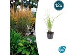 Erba Ornamentale - Erba Da Sella - Calamagrostis Acutiflora 'Karl Foerster' - Vaso Da 9 Cm - Set Di 12 Piante