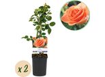 Greenboutiq - Rosa Rampicante - Rosa Arancione Rampicante - Fiore Arancione - Poca Manutenzione - 2 Piante - Vaso 11 Cm Altezza 40 Cm