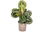 Medaglione Di Calathea - Cesto Marant - Ø17Cm - ↕40-50Cm - Pianta D'appartamento Esotica Con Foglie Decorative - Facile Da Curare E Purificante Dell'aria - Per Soggiorni E Uffici