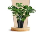 Monstera Deliciosa - Pianta D'appartamento - Ø21Cm - ↕75Cm - Pianta D'appartamento Tropicale Con Foglie A Forma Di Finestra - Facile Da Curare E Decorativa