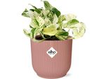 Edera - Epipremnum Pinnatum Happy Leaf - Pianta D'appartamento Di Facile Cura - Purificante Dell'aria - Vaso Vibes Fold 14Cm Rosa - Pianta Decorativa Rampicante E Ricadente