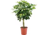 Ray Aralia - Schefflera Arboricola "Gold Capella"" - Pianta D'appartamento - Ø19Cm - Altezza Circa 75Cm - Ombrelliera Di Facile Manutenzione Con Foglie Verdi-Gialle Lucide - Pianta Tropicale Che Purifica L'aria Per Il Soggiorno E L'ufficio"