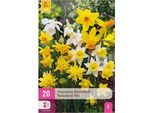 Bulbi Da Fiore Narcissus Botanical Mix - Giallo E Bianco - 20 Pezzi - Bulbo Di Dimensione 10/12 - Mini Narcisi Profumati Per Il Giardino, Il Balcone E La Terrazza - Fioriture Primaverili
