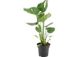 Foglia Di Finestra Deliziosa - Monstera Deliciosa - Pianta Da Appartamento Di Facile Manutenzione - Ø17Cm - Altezza Circa 60Cm - Pianta Verde Decorativa Con Foglie Grandi