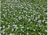 Testa Di Fiore Bianca Isotoma Fluviatilis 'Alba' - ↕10-25Cm - Ø9Cm - 60 Piante - Coprisuolo Con Fiori Bianchi, Ombra Parziale, Resistente, Facile Da Curare