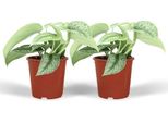 Edera - Scindapsus Pictus Trebie Epipremnum - 2 Piante Da Appartamento Ø12Cm - Altezza Circa 15Cm - Pianta Appesa O Rampicante Con Foglie Decorative
