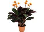 Pianta Da Ombra Con Fiori Luminosi - Calathea Crocata - 14 Cm Di Fioritura