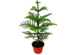 Abete Da Camera - Araucaria Heterophylla - Vaso Da 15 Cm - Altezza Circa 40-50 Cm