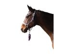 Cavezza Hy Tartan Con Corda Per Il Guinzaglio BZ484 (Intera) (Rosa/Blu Navy/Blu)