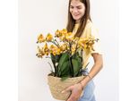 Colibrì Orchidee Arancione Set Di Orchidee In Un Cesto Di Cotone Con Una Varietà Di Fiori Serbatoio D'acqua Tre Orchidee Arancioni Las Vegas 12Cm