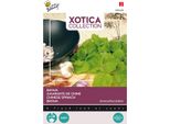 Buzzy Xotica Armant Bayam Semi - Circa 1,5 Gr | Buzzy_080408