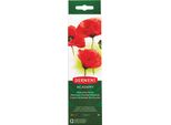 Derwent - Colori Ad Acquerello Derwent 12 Colori In Assortimento | 1 Pezzo