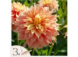 Dalia - 3 Pezzi - Dahlia 'Tyrell' - Bulbi Di Fiori