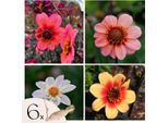 Dalia - 6 Pezzi - Dahlia 'Happy Single Mix' - Bulbi Di Fiori